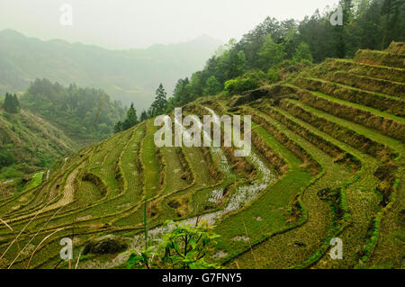 Beautiful rice terraces Jinkeng in Longji, Guangxi Autonomous Region, China Stock Photo