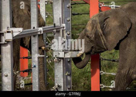 M'Changa, the six-year-old bull elephant from Sweden arrives at Noah's Ark Zoo Farm, Bristol and meets Janu, a nine-year-old African bull elephant through the security fence. Stock Photo