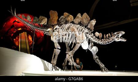 A complete Stegosaurus fossil goes on display at the Natural History Museum in London and is the the first complete dinosaur specimen to go on display at the museum in nearly 100 years. Stock Photo