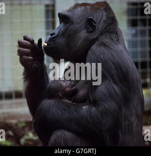 Western Lowland Gorilla Mjukuu With Her One Year Baby Juno At London western-lowland-gorilla-mjukuu-with-her-one-year-baby-juno-at-london