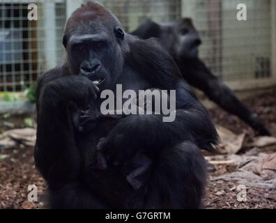 A Western Lowland Gorilla named Mjukuu holds her one-day-old baby in their enclosure at ZSL London Zoo, London. Stock Photo