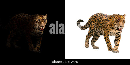 jaguar on black background and jaguar on white background Stock Photo