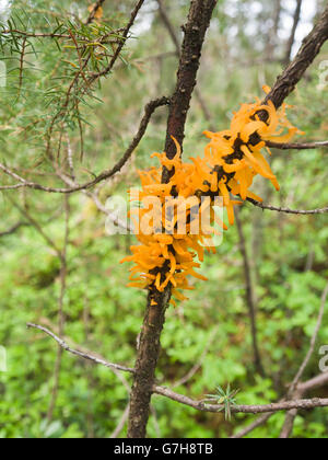 Gymnosporangium clavariiforme, a rust fungus which attacks the Juniper, colourful bright orange in the Norwegian forest Stock Photo