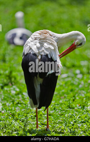White Stork (Ciconia ciconia) preening itself, Schmiding Zoo, Upper Austria, Austria, Europe Stock Photo