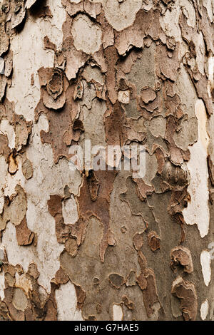 Bark of a plane tree (Platanus) Stock Photo