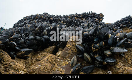 Muscle Shell Growing On Rocks Fresh mussel growing on rocks Stock Photo - Alamy