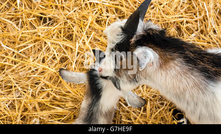 Two Pygmy Goats Stock Photo
