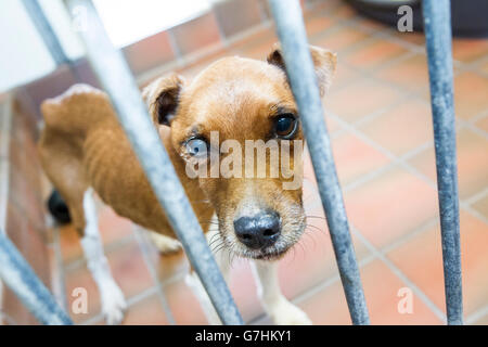 Abandoned dog in Rescue Center Stock Photo