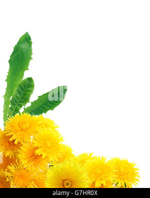 Nice border made from yellow dandelion flowers on white background Stock Photo
