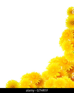 Nice border made from yellow dandelion flowers on white background Stock Photo
