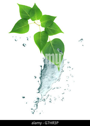 Nice border made from splashing water and twig of green leaves Stock Photo