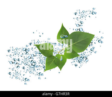 Nice backgroundr made from splashing water and twig of green leaves Stock Photo