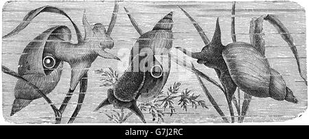 Lymnaea stagnalis, great pond snail, freshwater snail, illustration from book dated 1904 Stock Photo