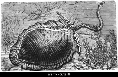 Tonna perdix, partridge tun, sea snail, marine gastropod mollusc, Tonnidae, illustration from book dated 1904 Stock Photo