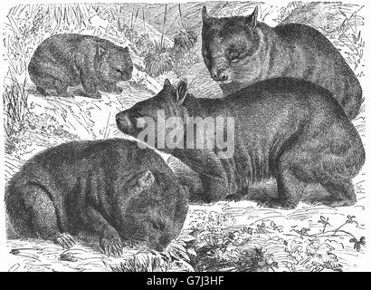 Tasmanian devil, Sarcophilus harrisii, Dasyuridae, illustration from book dated 1904 Stock Photo