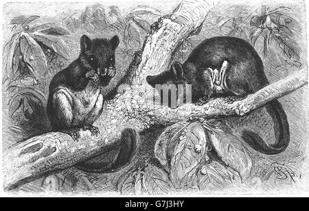 Feathertail glider, Acrobates pygmaeus, illustration from book dated 1904 Stock Photo