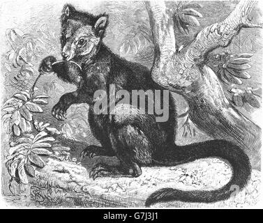 Grizzled tree-kangaroo, Dendrolagus inustus, Macropodidae, illustration from book dated 1904 Stock Photo