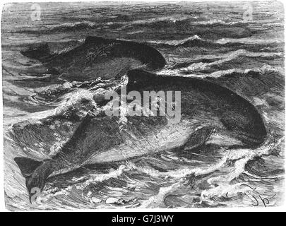 Harbour porpoise, Phocoena phocoena, (zoology book, 1909), Gewöhnlicher ...