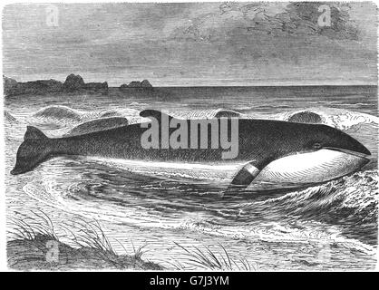 Common minke whale, northern minke whale, Balaenoptera acutorostrata, illustration from book dated 1904 Stock Photo