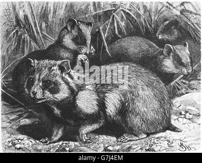 European hamster, Cricetus cricetus, illustration from book dated 1904 Stock Photo