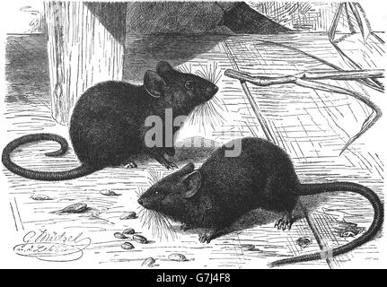 House mouse, Mus musculus, illustration from book dated 1904 Stock Photo