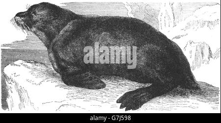 Northern fur seal, Callorhinus ursinus, illustration from book dated 1904 Stock Photo