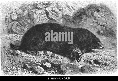 European mole, Talpa europaea, Talpidae, illustration from book dated 1904 Stock Photo