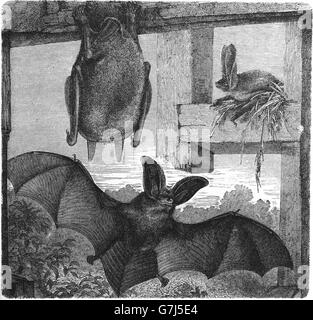 Brown long-eared bat, common long-eared bat, Plecotus auritus, Microchiroptera, Vespertilionidae, illustration from book dated 1 Stock Photo