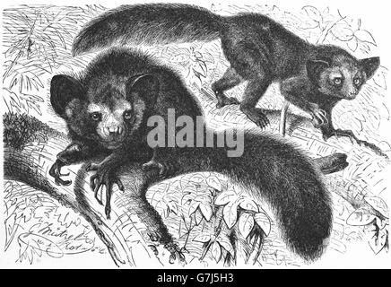 Aye-aye, Daubentonia madagascariensis, lemur, illustration from book dated 1904 Stock Photo