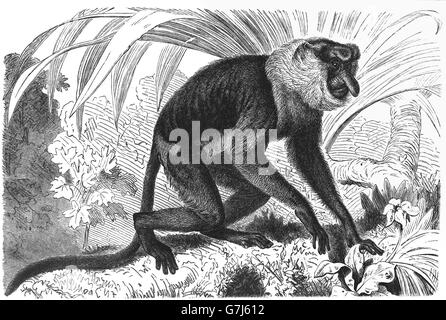 Proboscis monkey, Nasalis larvatus, long-nosed monkey, bekantan, Old World monkey, Cercopithecidae, illustration from book dated Stock Photo