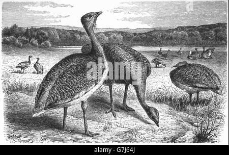 Great bustard, Otis tarda, illustration from book dated 1904 Stock Photo