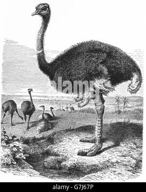 Common ostrich, Struthio camelus, illustration from book dated 1904 Stock Photo