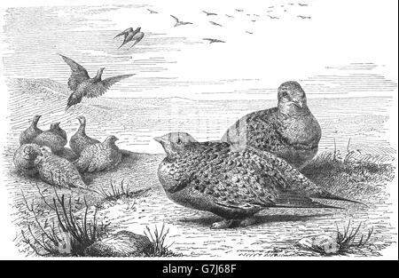 Pallas's sandgrouse, Syrrhaptes paradoxus, illustration from book dated 1904 Stock Photo