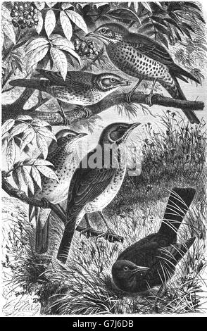 Mistle thrush, Turdus viscivorus, redwing, Turdus iliacus, song thrush, Turdus philomelos, fieldfare, Turdus pilaris, blackbird Stock Photo
