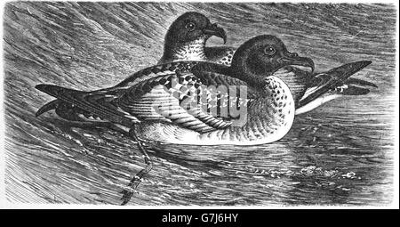 Cape petrel, Daption capense, Cape pigeon, pintado petrel, Cape fulmar, illustration from book dated 1904 Stock Photo