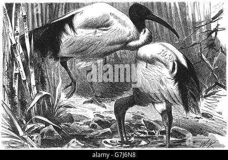 African sacred ibis, Threskiornis aethiopicus, illustration from book dated 1904 Stock Photo