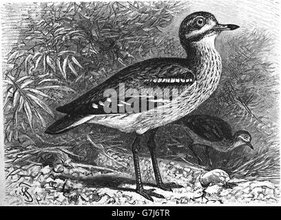 Eurasian stone curlew, Eurasian thick-knee, Burhinus oedicnemus, illustration from book dated 1904 Stock Photo