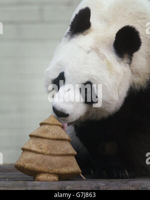 Tian Tian the giant panda with a special Christmas cake in the shape of a Christmas tree at Edinburgh Zoo. Stock Photo