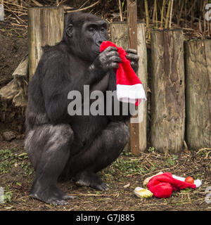 s-six-gorillas-receive-their-