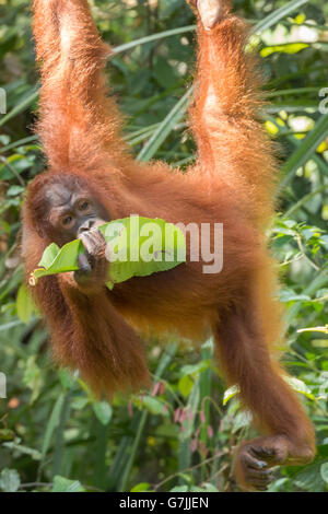 Bornean orangutan (Pongo pygmaeus), Semenggoh sanctuary, Borneo Stock Photo