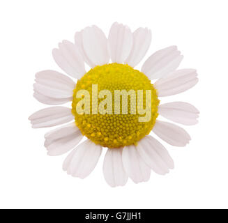 Chamomile flower head isolated on white background Stock Photo