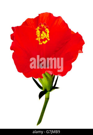 Red hibiscus flower isolated on white background. Stock Photo