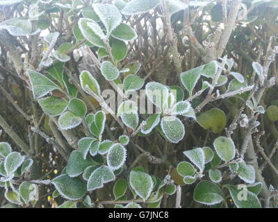 Frost covers leaves on a hedge in Coalisland, County Tyrone, Northern Ireland, following the coldest night of 2014. Stock Photo