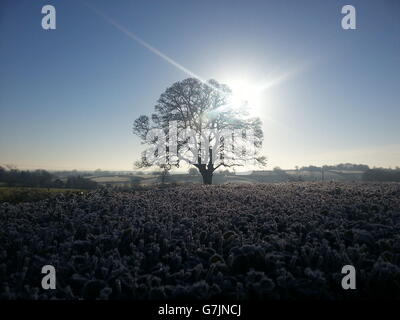 Frost covers vegetation in front of a tree in Coalisland, County Tyrone, Northern Ireland, following the coldest night of 2014. Stock Photo