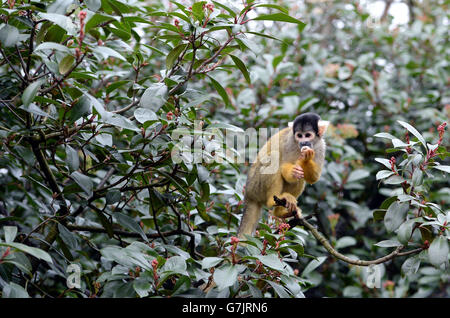 A Bolivian Black Capped Squirrel Monkey is counted during the annual stock take at London Zoo, London. Stock Photo