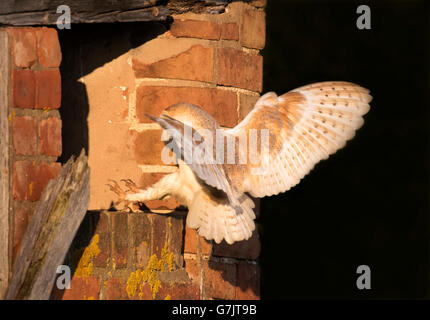 A wild Barn Owl Tyto Alba flying into it's nest site in beautiful evening light, Warwickshire Stock Photo