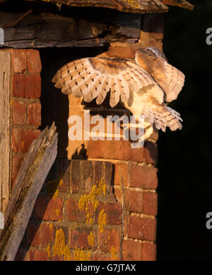 A wild Barn Owl Tyto Alba flying into it's nest with a vole for it's chicks, Warwickshire Stock Photo