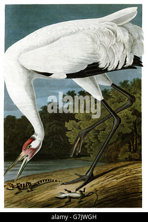 Whooping Crane, Grus americana, birds, 1827 - 1838 Stock Photo