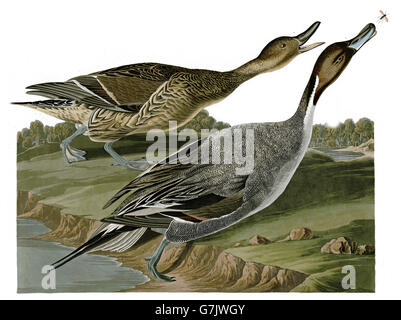 Northern Pintail, Anas acuta, birds, 1827 - 1838 Stock Photo