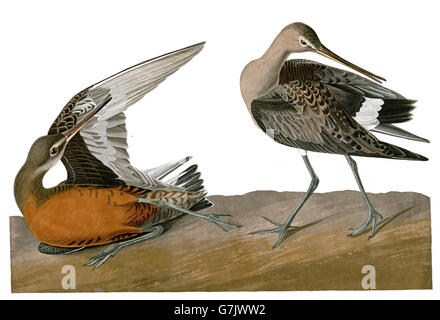 Hudsonian Godwit, Limosa haemastica, birds, 1827 - 1838 Stock Photo